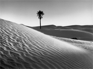 Palmeraie et Dersert